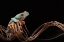 Picture of RED EYED TREE FROG