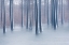 Picture of WOODS IN WINTER