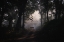 Picture of DARK MOODS