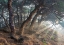 Picture of HOLY LIGHT