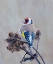 Picture of EUROPEAN GOLDFINCH