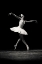 Picture of SWAN GRACE