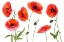 Picture of RED