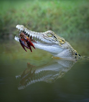Picture of CRAYFISH