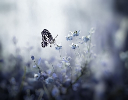Picture of MONARCH