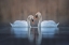 Picture of COUPLE