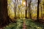 Picture of SPRING IN THE BEECH FOREST