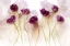 Picture of TULIPS (III)