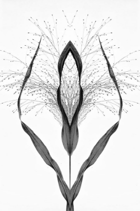 Picture of BLACK GRASS