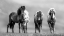 Picture of ICELANDIC HORSES