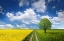 Picture of SPRING