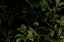 Picture of SHY