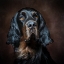 Picture of BOROLLO
