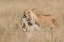 Picture of MOTHER LIONESS