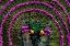 Picture of HARVESTING WATER LILIES