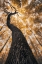 Picture of THE GUARDIAN