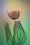 Picture of LIMBER