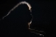 Picture of LION SILHOUETTE