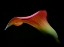Picture of FLOATING ...