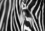 Picture of ZEBRA MAZE