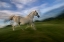 Picture of LIPIZZIAN HORSE