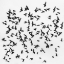 Picture of BIRDS