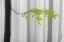 Picture of SPRING LEAVES