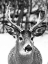 Picture of WINTER DEER