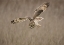 Picture of SHORT-EARED OWL