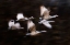Picture of SANDY CRANES FLYING MOTION