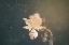 Picture of AUTUMN GIRL