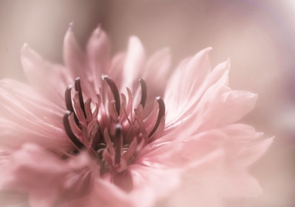 Picture of DELICATE