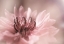 Picture of DELICATE