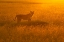 Picture of GOLDEN SAVANNAH