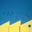 Picture of BLUE AND YELLOW
