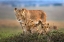 Picture of MOM LIONESS WITH HER CUBS
