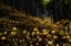 Picture of GOLDEN FOREST (A?MITSUMATAA? IN FULL BLOOM)