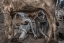 Picture of MUNDARI BOY COLLETING DUNG - SOUTH SUDAN