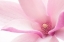 Picture of PINK MAGNOLIA