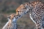 Picture of TENDER MOMENT