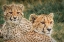Picture of CHEETAHS AT SUNSET