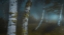 Picture of MYSTERY FOREST