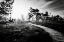 Picture of BLACK AUTUMN