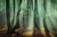 Picture of MAGICAL FOREST.