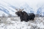 Picture of MOOSE 2