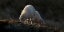 Picture of SHEEP HAVING BREAKFAST IN THE FIRST SUNLIGHT