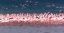 Picture of THE PINK PARADE