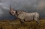 Picture of BLACK RHINO