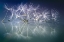 Picture of WHITE DANCER
