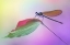 Picture of CALOPTERYX SPLENDENS